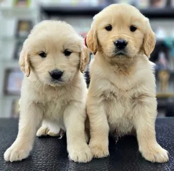 골든 리트리버 분양 가격 성격 장단점_14