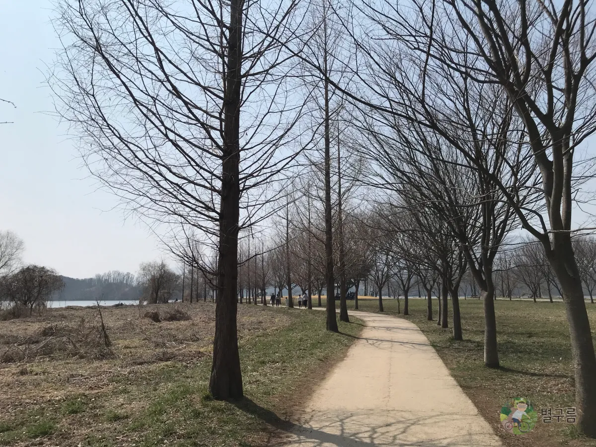 두물머리-역사공원-가로수길-나무들이-줄지어-서있다