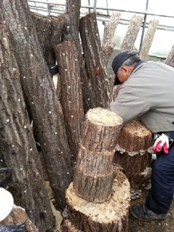 느타리버섯 재배 배지 수분 온도 관리 초보 성공_5