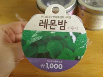 레몬밤 재배 반그늘 배치 화분 재배 잎 차로 활용_14