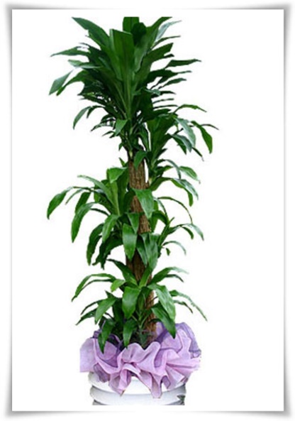 "행운목" 행운을 불러오며 실내 정원을 아름답게 가꾸는 초록의 친구!