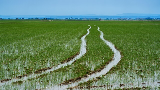 농어촌기본소득