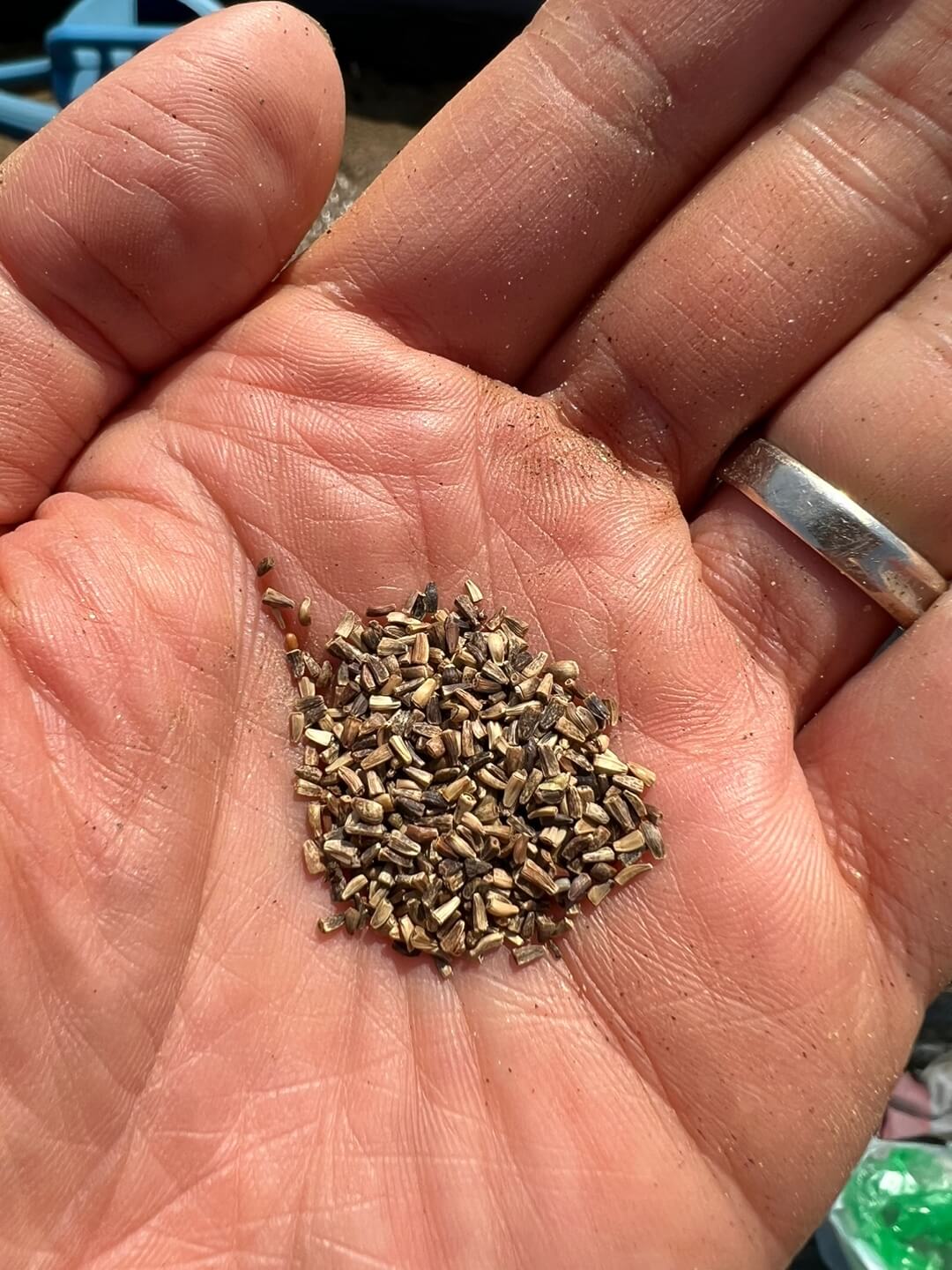 모둠 치커리 씨앗