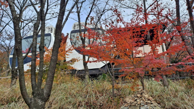 단풍명소_화담숲_자작나무숲