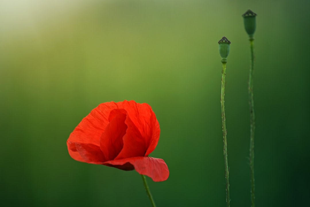 Poppy