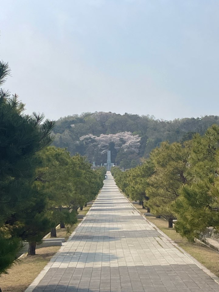 벚꽃