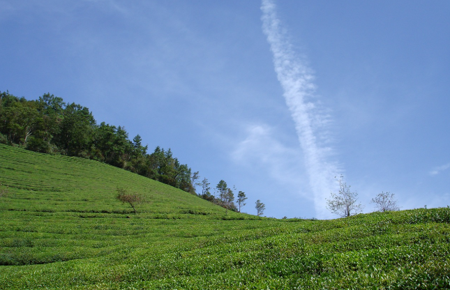 보성 녹차밭 이미지