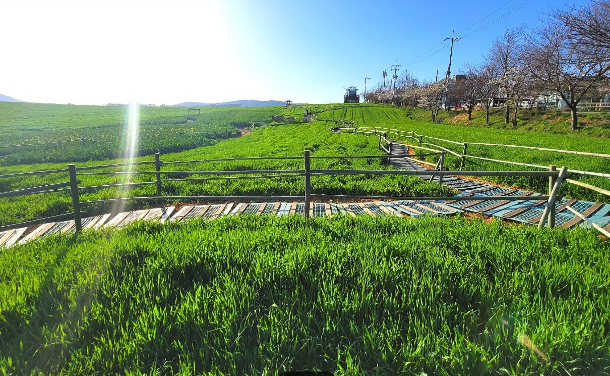 2025 고창청보리밭 축제 : 도깨비, 폭싹속았수다 촬영지 고창청보리밭 축제