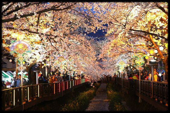 2025 진해 벚꽃 명소 BEST 7 - 인생샷 각도까지 알려드려요.