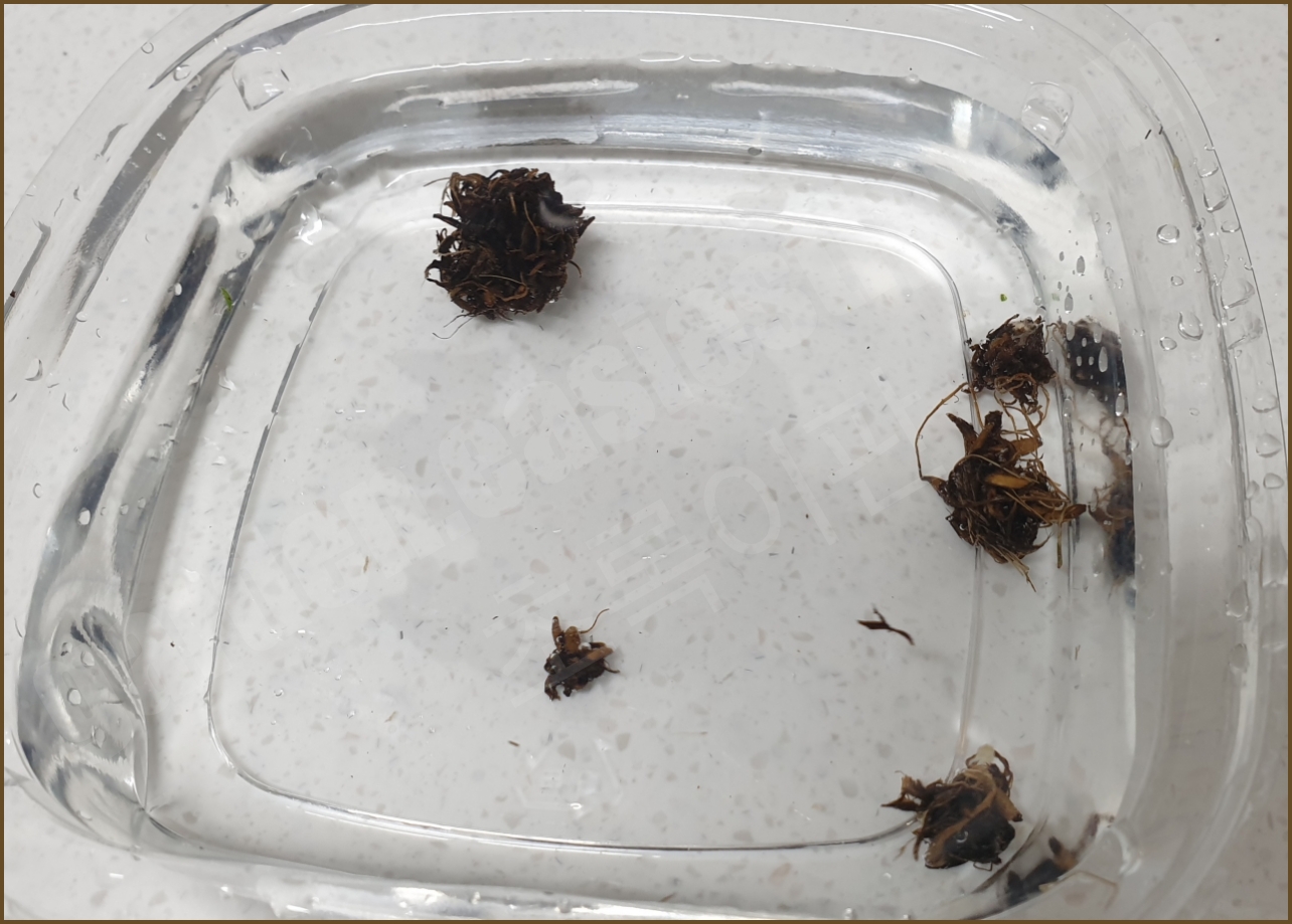 물에 불리는 라넌큘러스 구근들