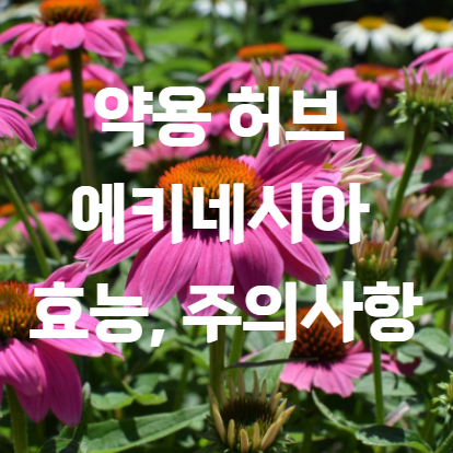 약용 허브 에키네시아 효능, 주의사항