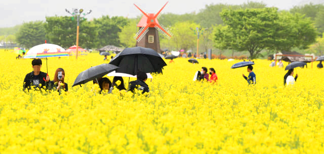 창녕 낙동강유채축제