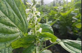 들깨 파종 시기