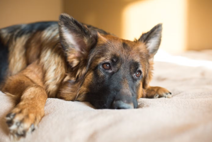 누워있는 강아지