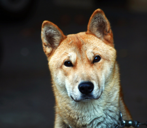 진돗개 입양 까다로울까? 성격, 수명, 특성 총정리