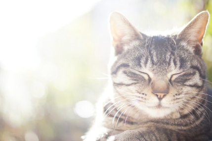 잠자는 고양이.