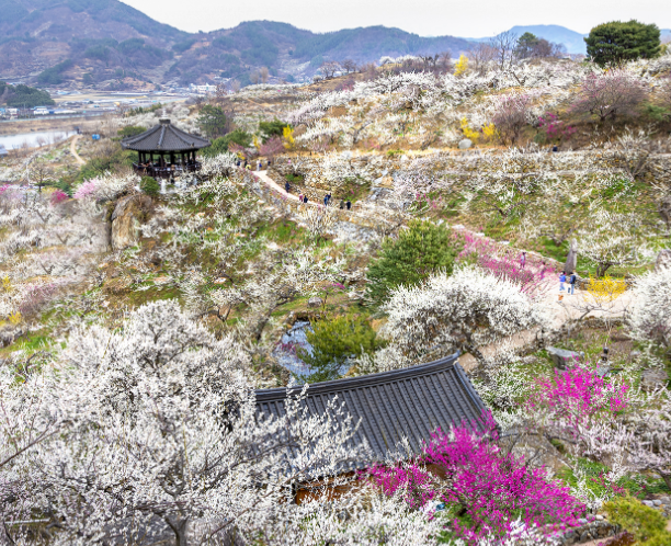 광양 매화축제