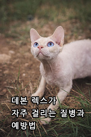 데본 렉스가 자주 걸리는 질병과 예방법