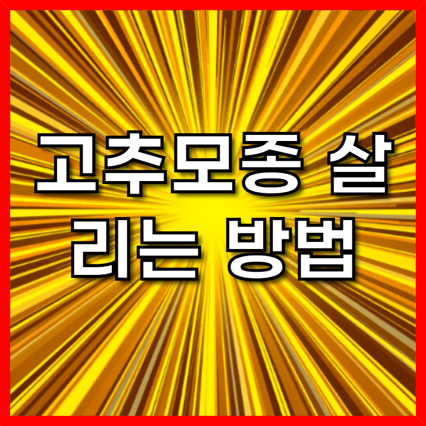 고추모종 살리는 방법