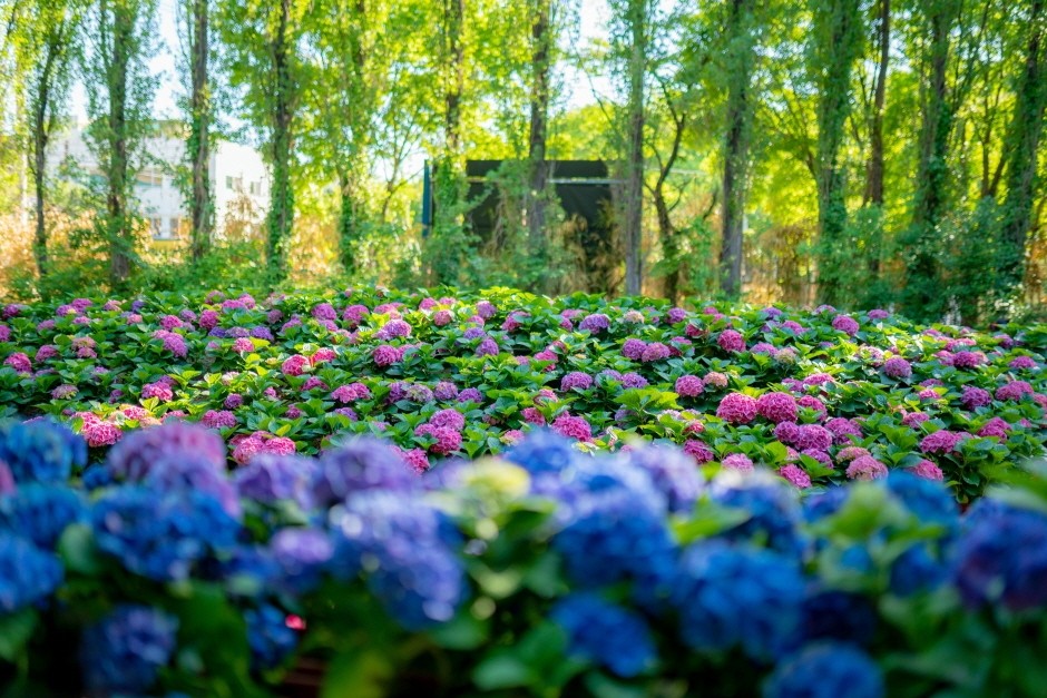 전국 수국축제 정보 2022