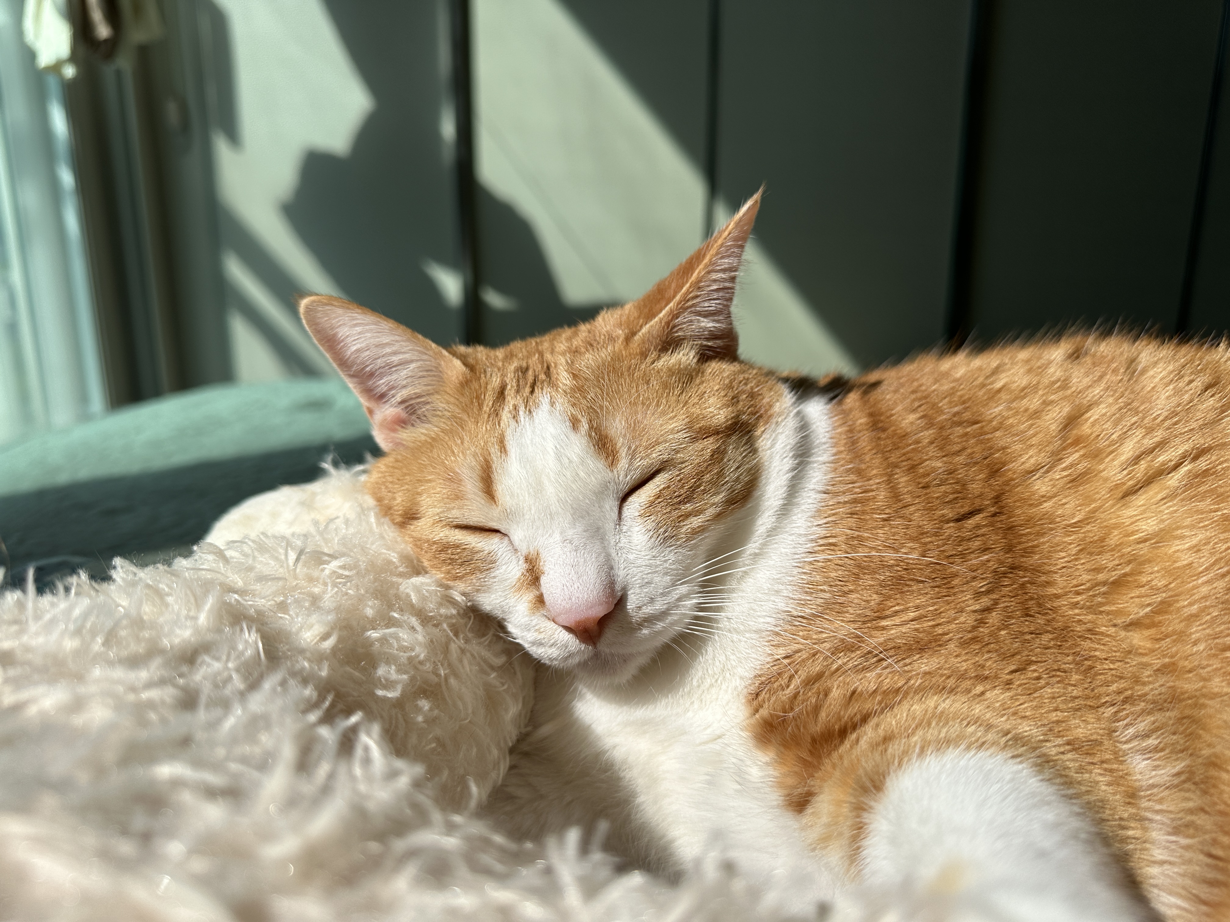 라마_인형을_너무_잘_써주는_호야