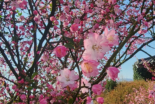 강진_서부해당화봄꽃축제