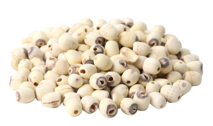 야생에서 채취를 한 연꽃의 씨를 껍질을 까고 깨끗하게 세척한 후에 하얀 바닥 위에 수북하게 놓아두고 찍은 사진