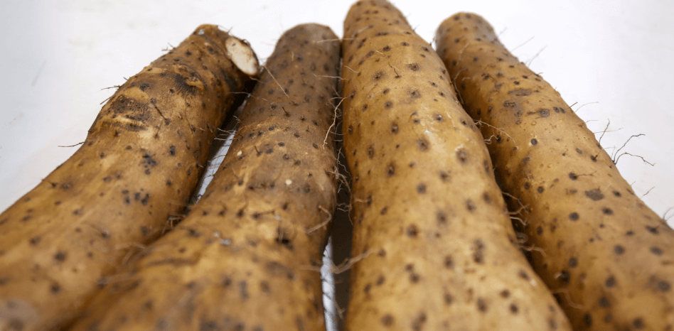 4개의 마 뿌리가 놓여 있다