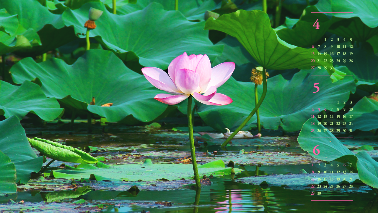 01 수면 위의 연꽃 B - 2025년5월 노트북배경화면