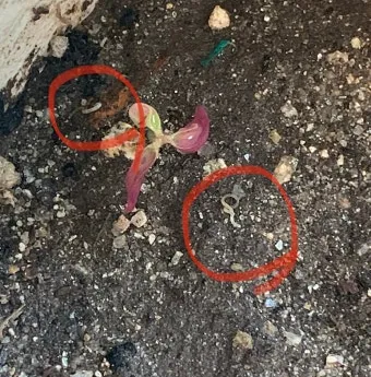 화분 뿌리파리 생기는 원인과 퇴치법 완벽 정리_15