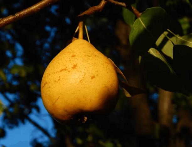 가을 제철 &amp;#39;배&amp;#39;의 놀라운 효능과 완벽하게 고르는 꿀팁