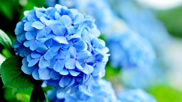 거제 수국 축제&amp;#44; 여름을 걷다 일정 총정리 