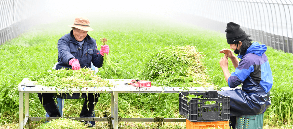 원동 미나리축제