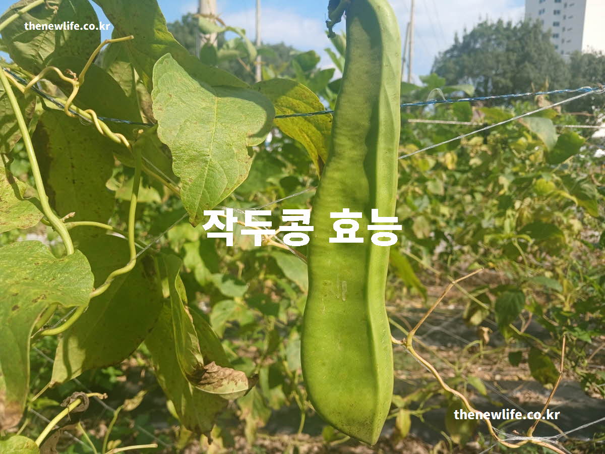 작두콩 효능 대표 실사진