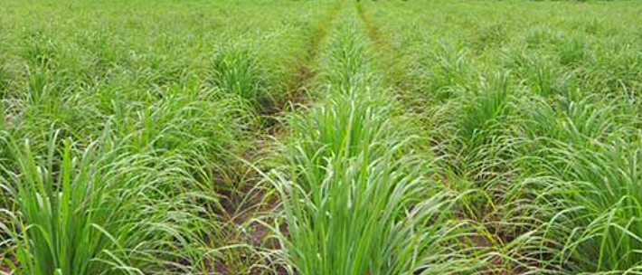 레몬그라스 아로마에세셜오일 효능 활용 팁