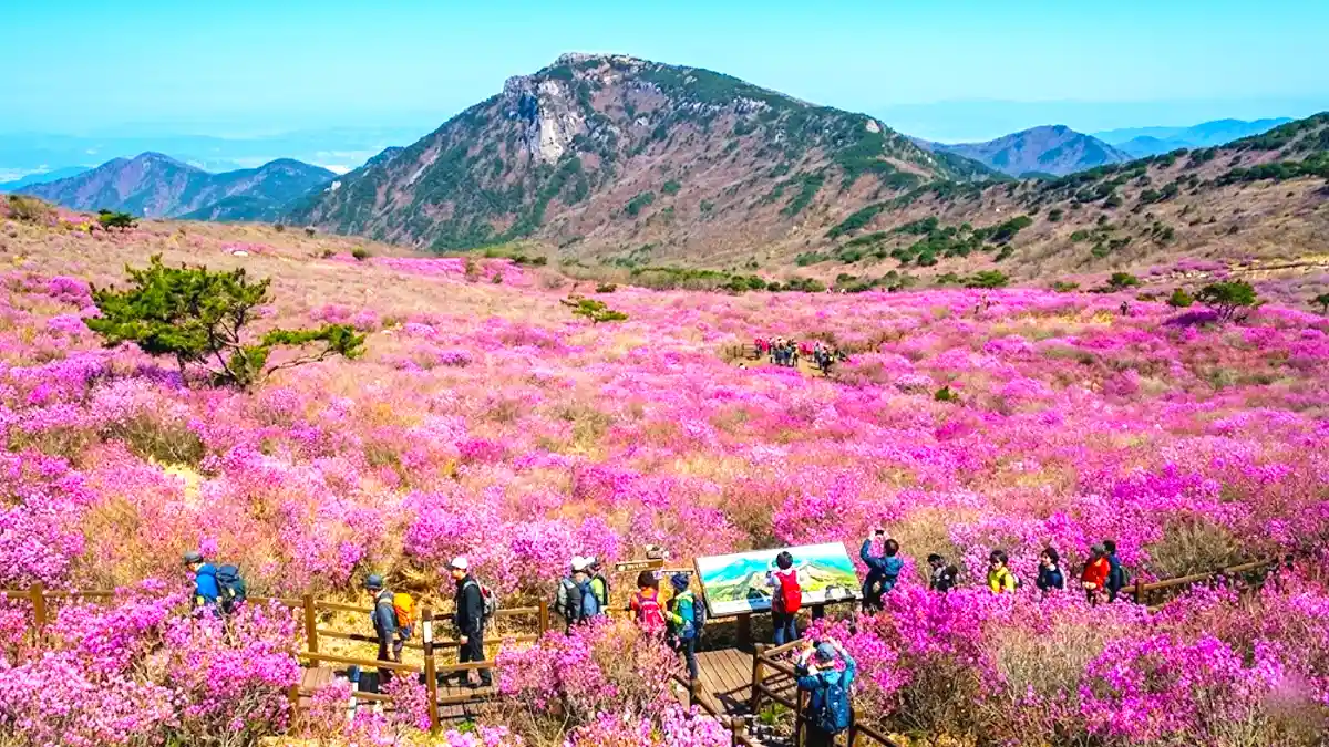 비슬산