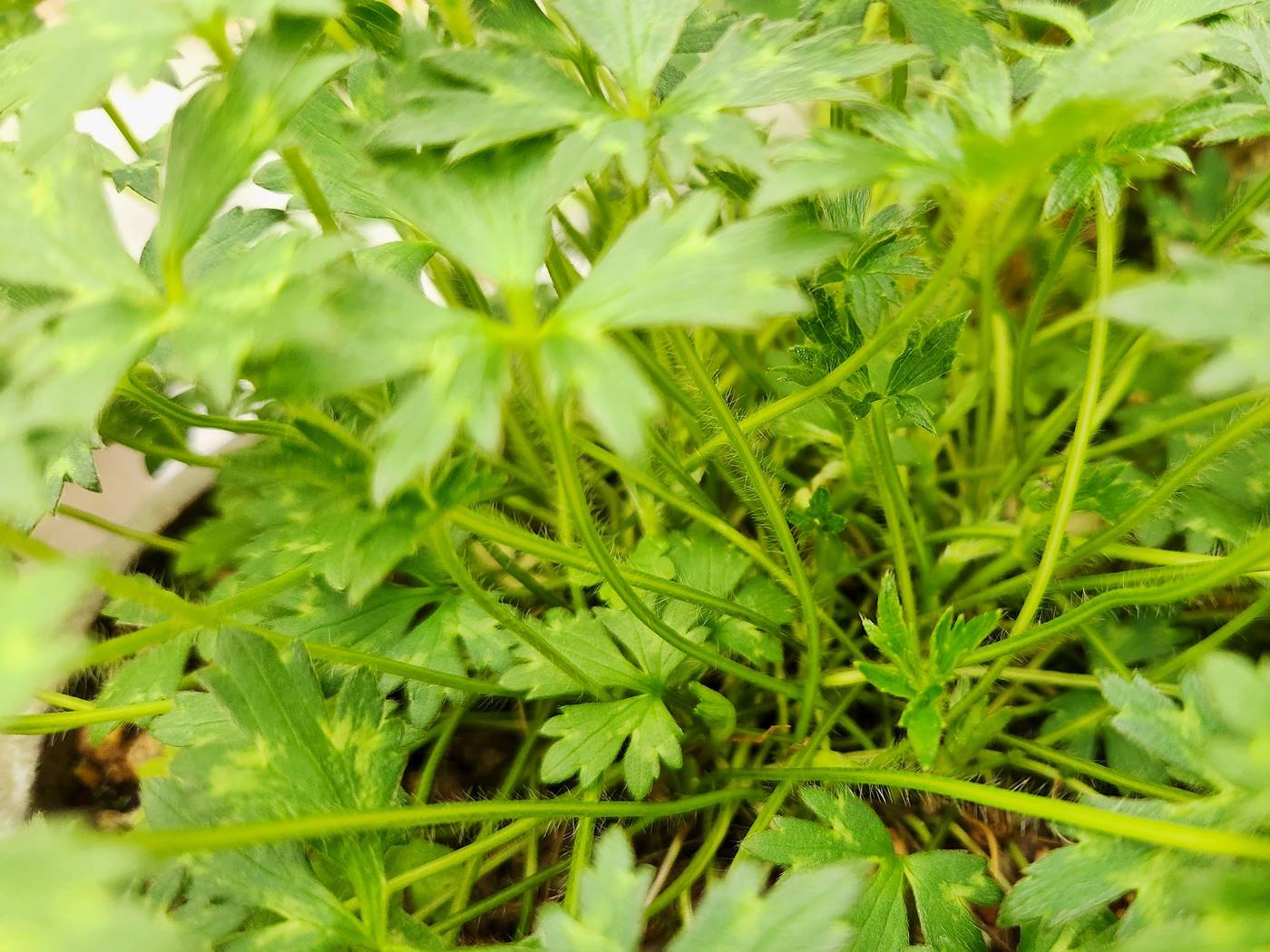 미나리아재비 Buttercup