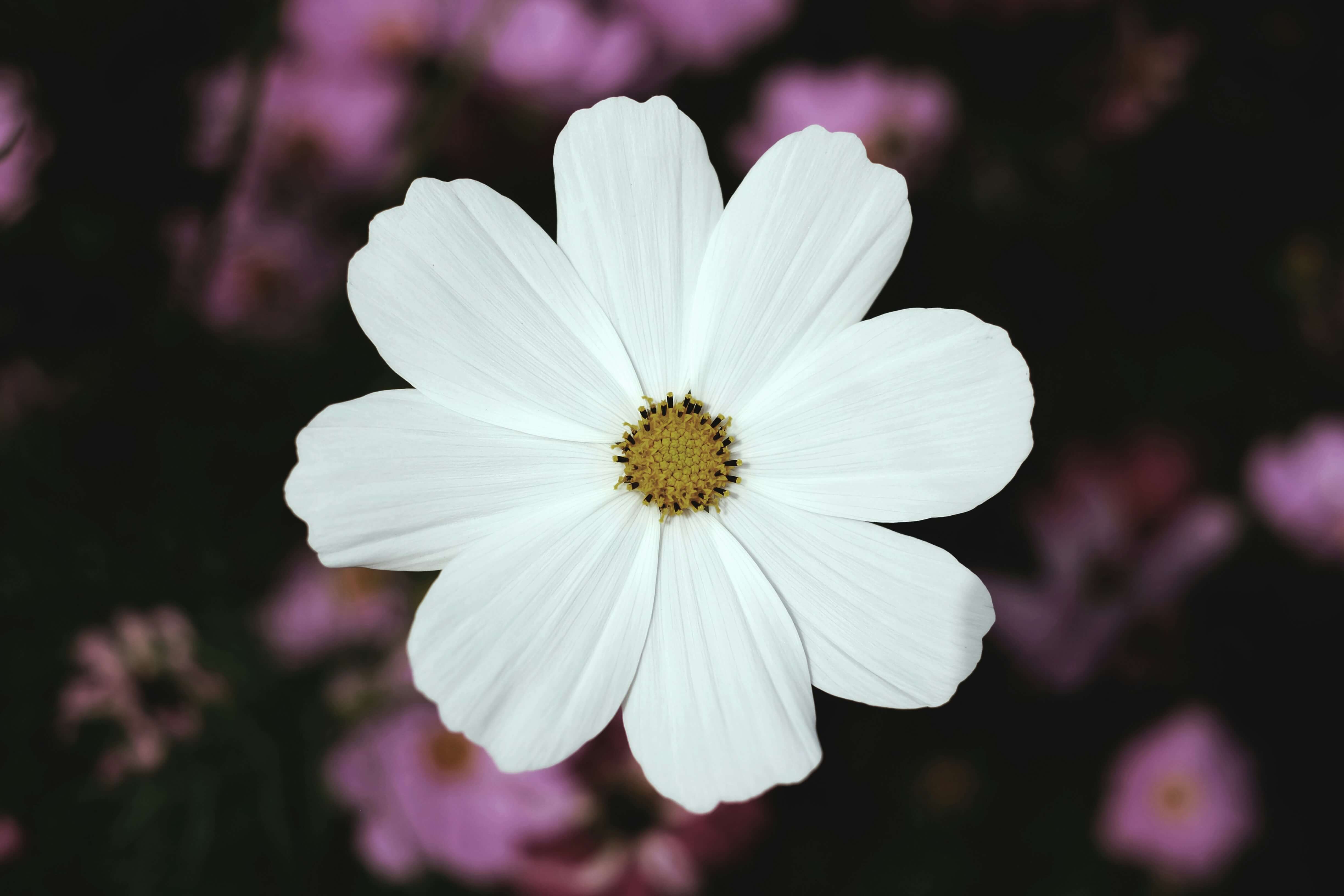 안성 팜랜드 코스모스 축제 할인