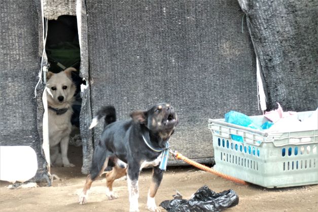 맹견 1, 순둥이 백구 1,