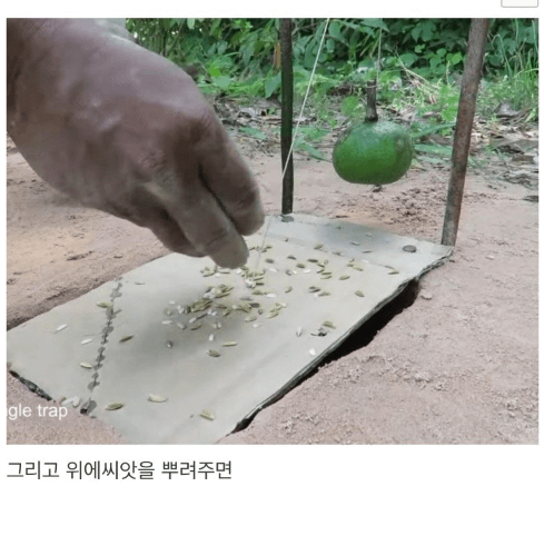 유튜버 비둘기 트랩