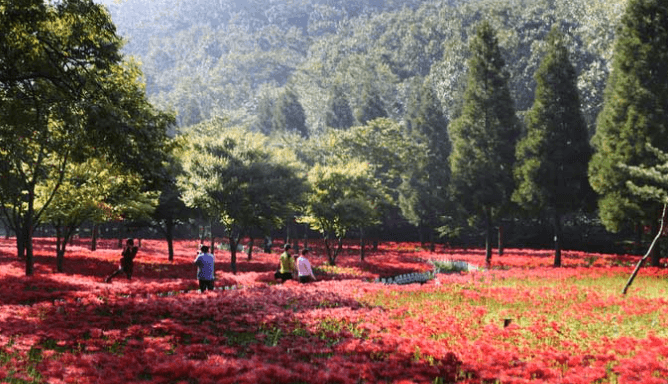 꽃무릇이 가득한 들판