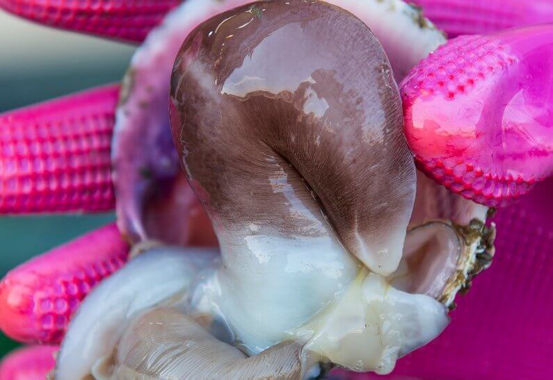 홍성 남당항 새조개 축제