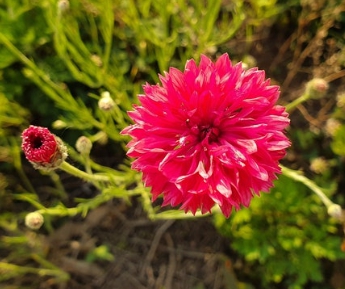 가을에 피는 꽃 수레국화