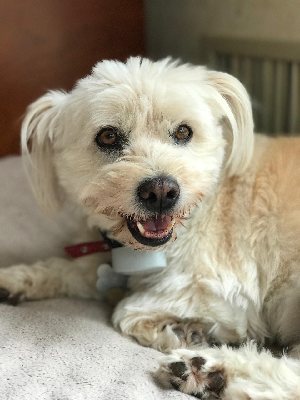 강아지 치아관리