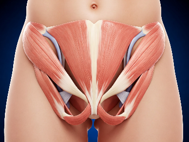 40대 이후 골반저근과 요실금 예방 습관 &ndash; 중년 여성의 건강 지지대, 지금부터 단련하세요