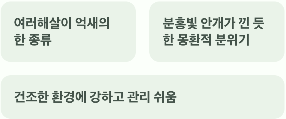 가을 바람에 흩날리는 깃털&amp;#44; 핑크뮬리