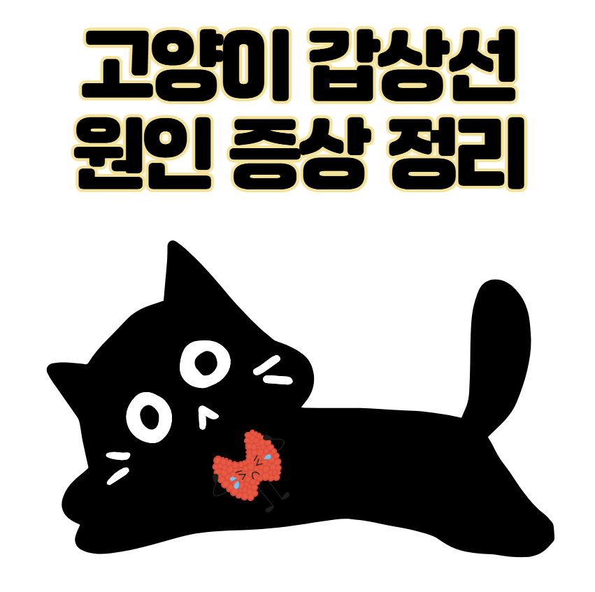 고양이 갑상선 기능 항진증 원인, 증상, 수치 및 관리법 총정리