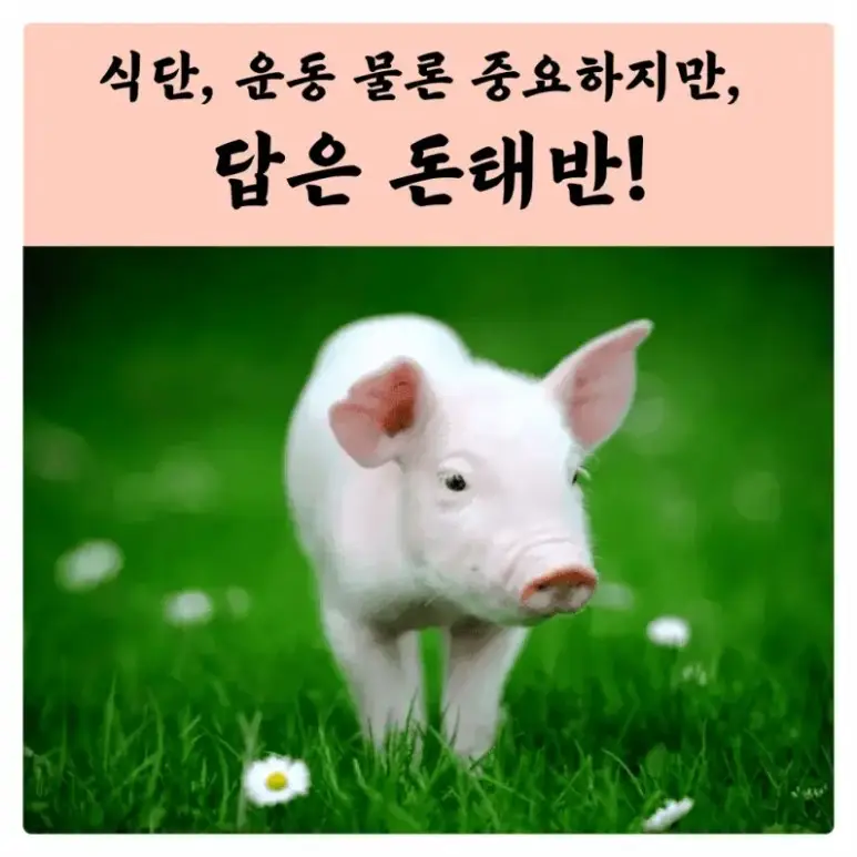 태반주사