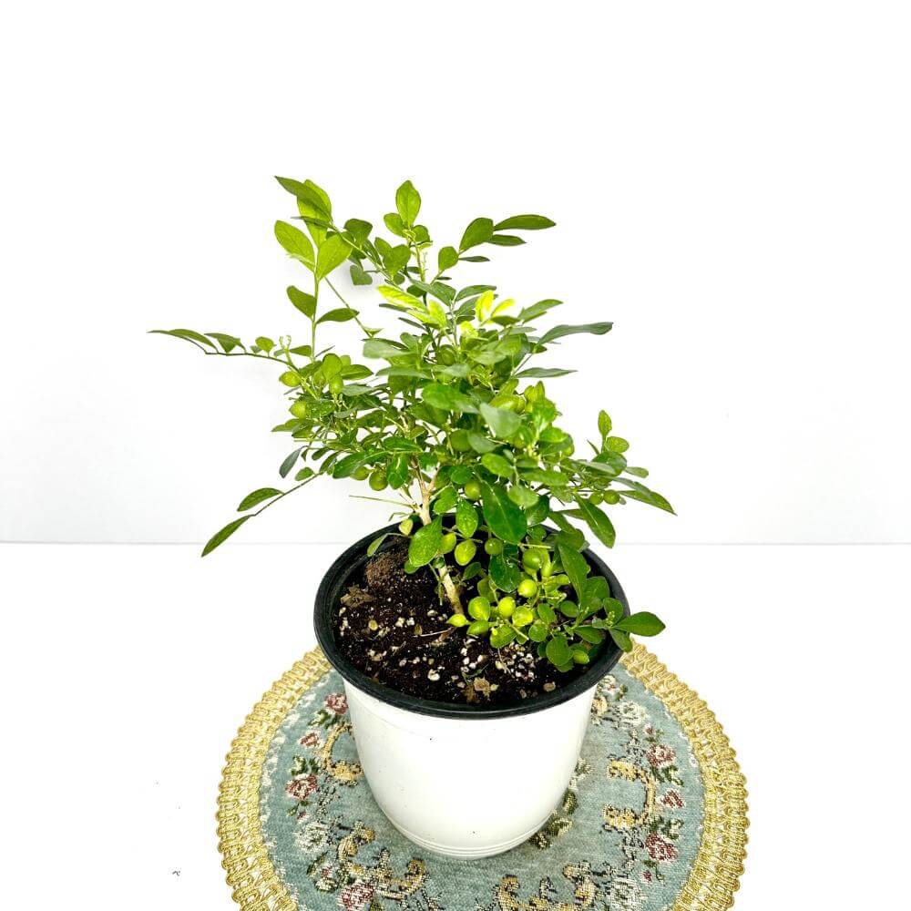 오렌지자스민 키우는법