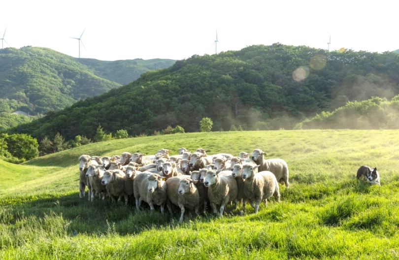 평창 가볼만 한 곳 (1박 2일 여행 코스)